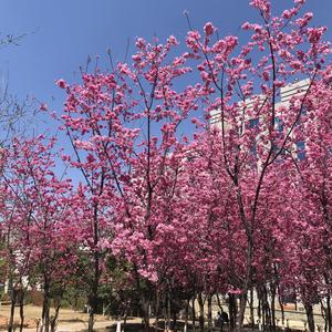 是否 demo（Prod.REDRUM MUSIC/周大发）