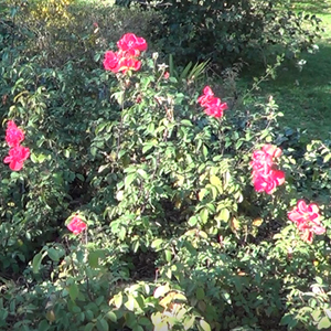 cosas que me dan asco