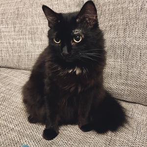 Cirmos Cica Haj (Radio Edit)