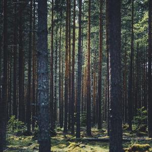 迷幻森林 rnb tarp type beat