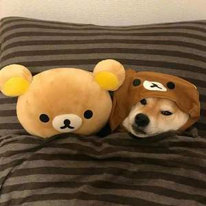 爱不得（翻自 白小白）