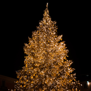 Elves in the Woodlands