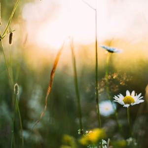 Spring Flow