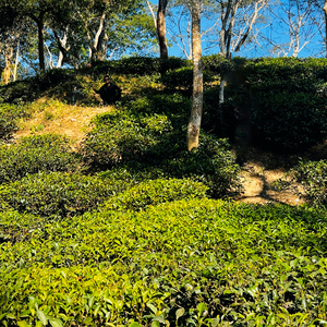 রহমত আমরা শেষ