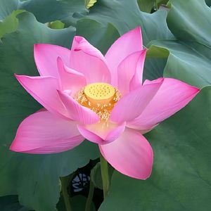 【美学鉴赏】【最燃采样】揽佬x丁真x孙笑川258 type beat