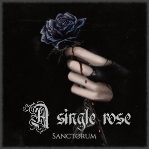 A single rose
