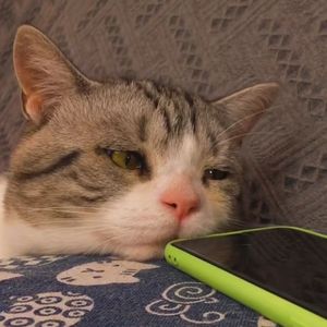 秋心-不要愁眉苦脸（秋心 remix）