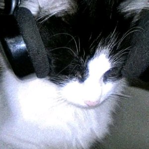 张方钊-宅在出租屋听河南神 （血核 remix）