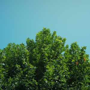 她被葬在那年炽热盛夏