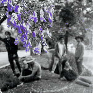 Aralia