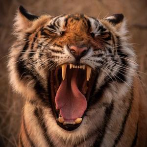 门没锁（新年快乐）