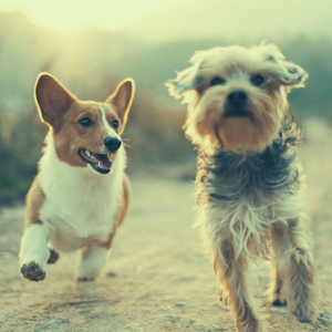 Fun (Dog Anxiety)