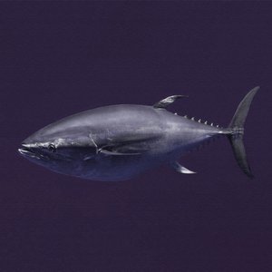 슈퍼 참치 (Purple Remix)