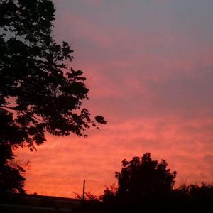 真没睡（菜狗翻唱）