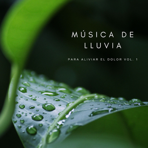 Sonidos Relajantes Del Bosque