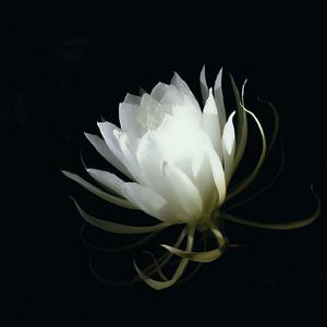 Epiphyllum