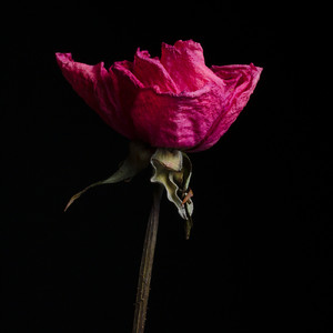 口内炎 (feat. センチメンタル岡田バンド)