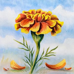 Calendula