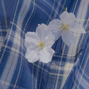 白梅旧盏（翻自 慕寒 横颜）