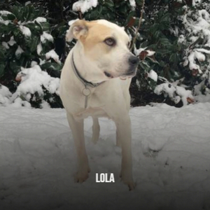 Lola