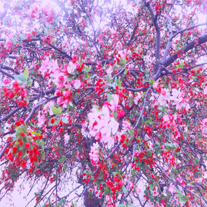 Ascending on wounded wings