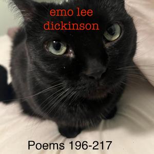 Poem 203 He forgot — and I — remembered