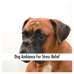 Dog Soundtrack For Sleep