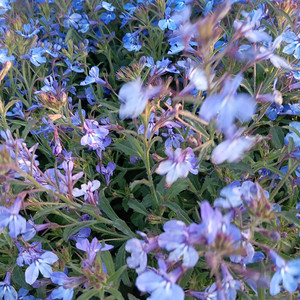 The Unseen Bloom