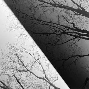 可惜常青树并不长情