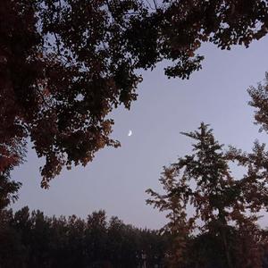 莫妮卡（cover柳爽）