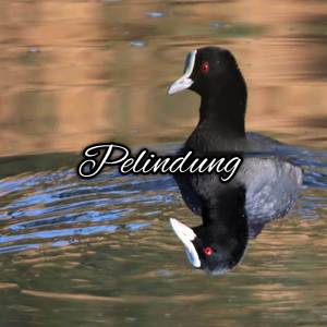 Pelindung