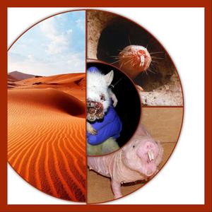 DESERT RAT (feat. THE DESERT RAT HIMSELFSELF, THE MAP, A MIRAGE, ALADINS MAT, TUTANKHAMUN, CLEOPATRA'S SECRET SON, IMPERIAL SCUM & PYRIMIDS OF GREASA)