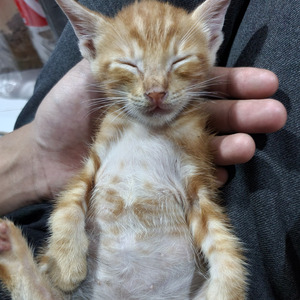 Hati Inginkannya (Acoustic)