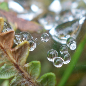 Inertie Tremblez sous l'ombre des feuilles