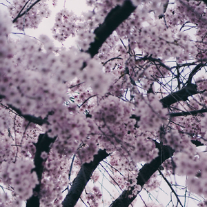 천국 (feat. kk짱)