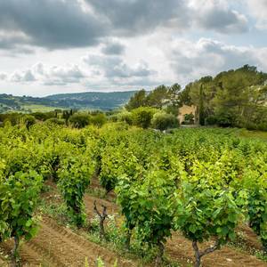 Bandol et ses vignerons