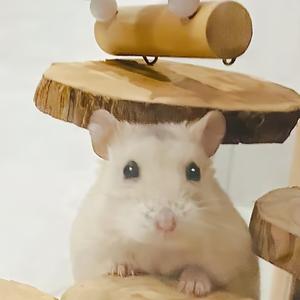 仓鼠