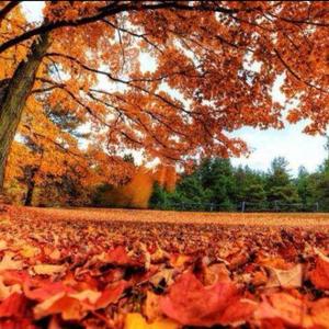 枫落（纯音乐）