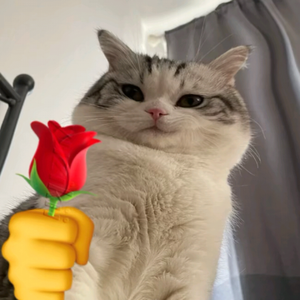 卑微的喜欢（抖音版）