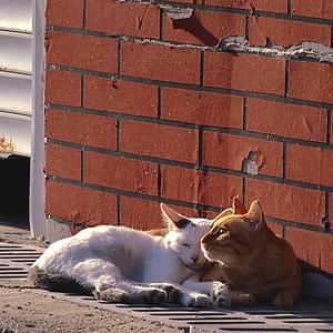 爱丫爱丫（吉他弹唱）