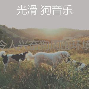 抚慰的训练犬回忆
