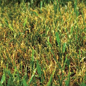 Crabgrass Salad