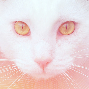 Katten