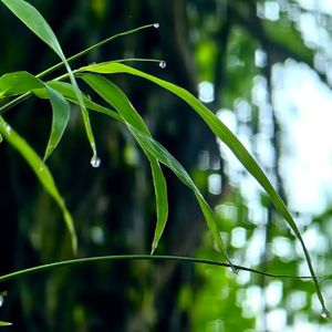 雨幕下的忧郁慢拍