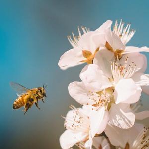 古风 离情别绪 伤感背景