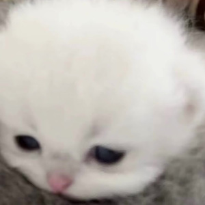 落叶角落
