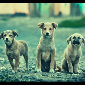 Caring (Dog Anxiety)