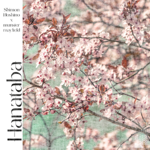 Suiren (Water Lilies)