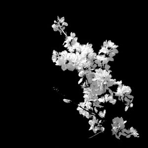 闇桜
