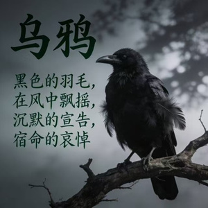 乌鸦